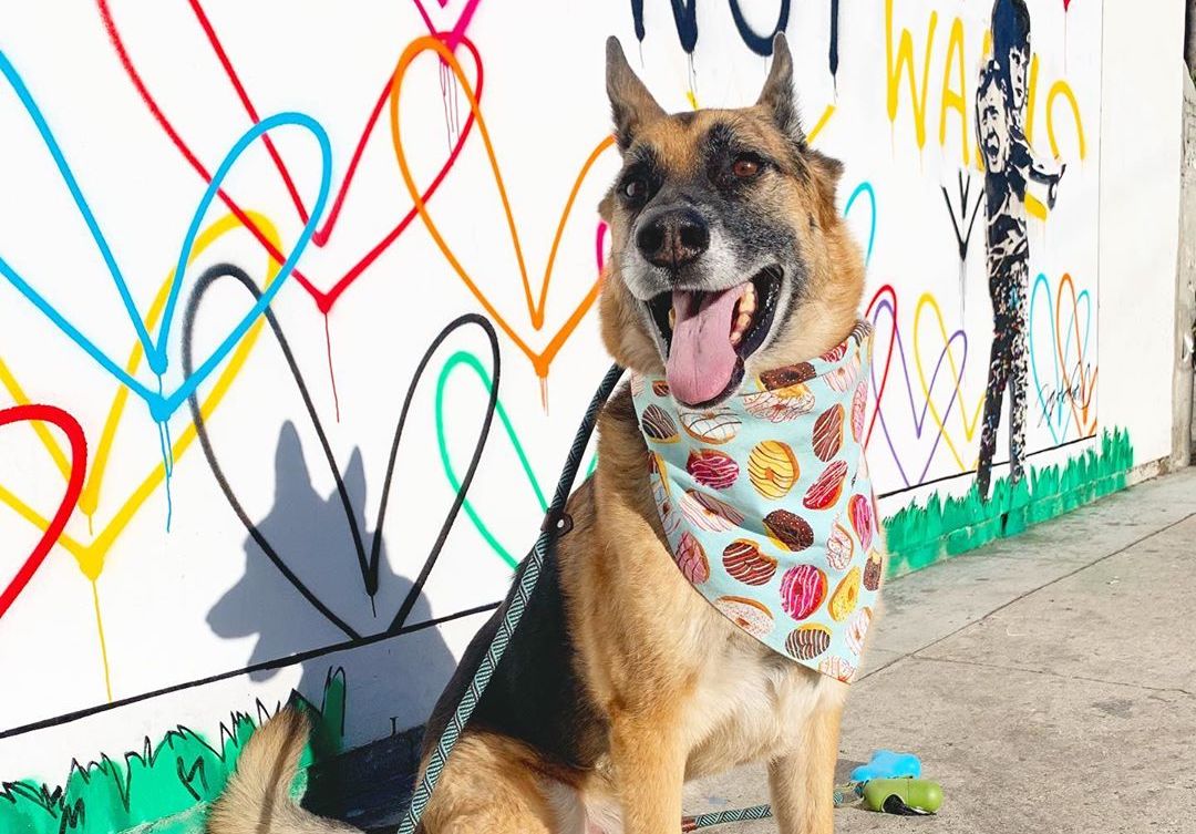 Happytailsofluke Shopping on Abbot Kinney