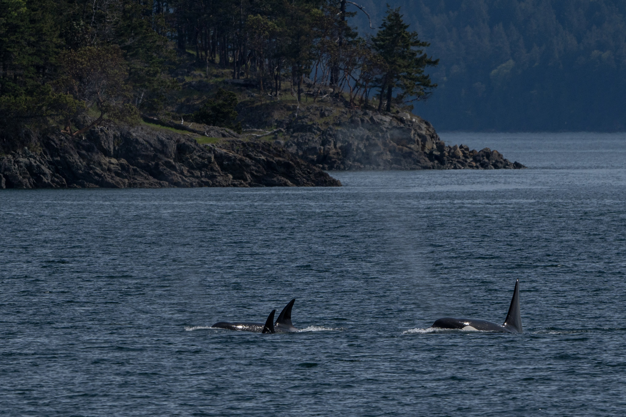 Guide to the San Juan Islands