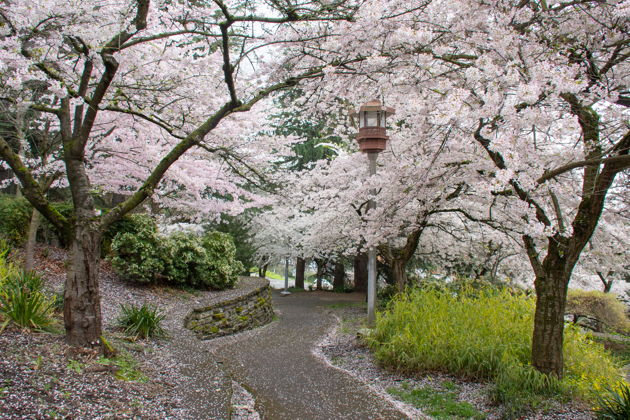 Spring Season Seattle Where To See Spring Blossoms In Seattle