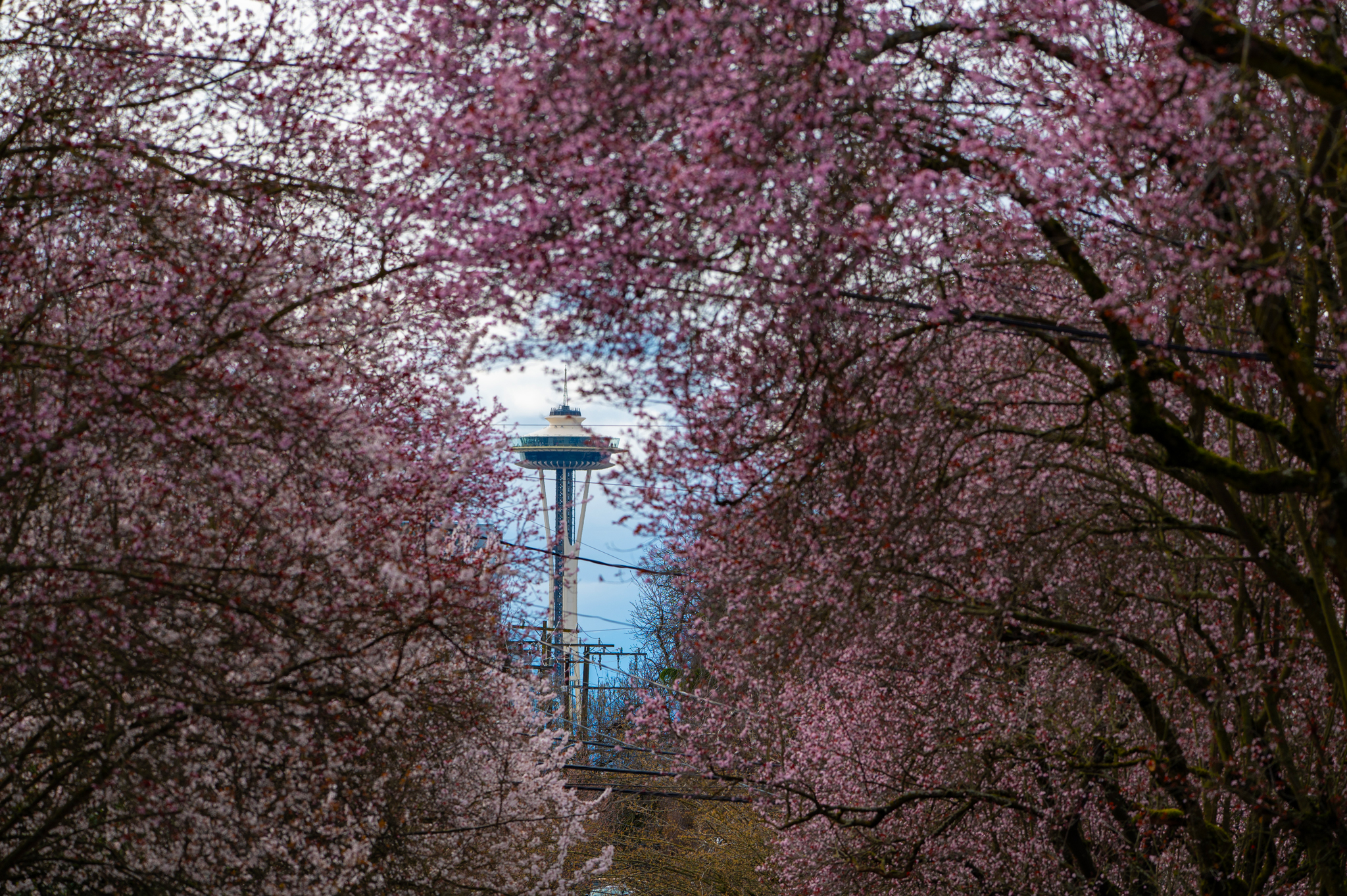 Seattle In The Spring Where To See Spring Blossoms In Seattle