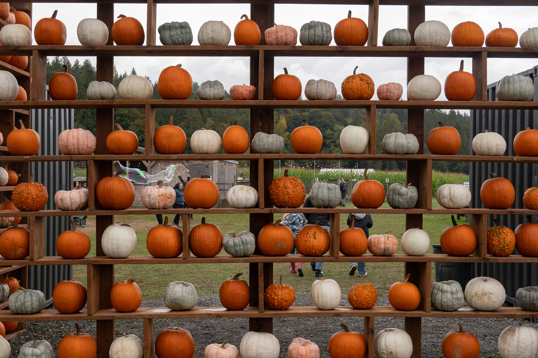 Craven Farm pumpkin patch